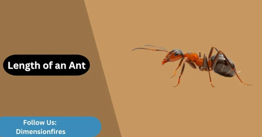 ant