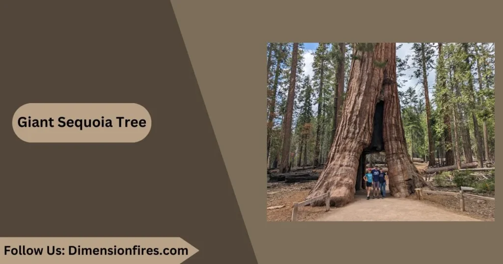 giant sequoia tree