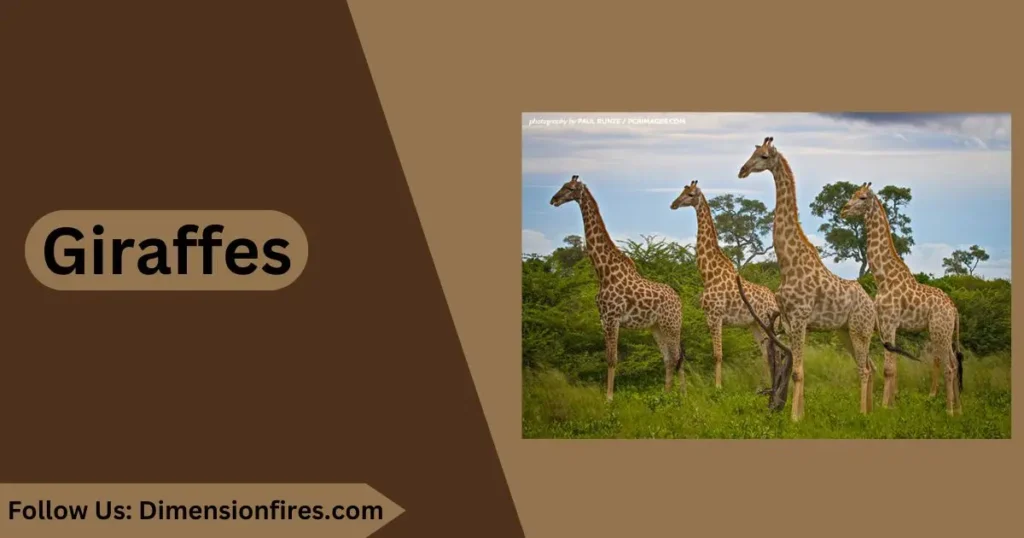 giraffes