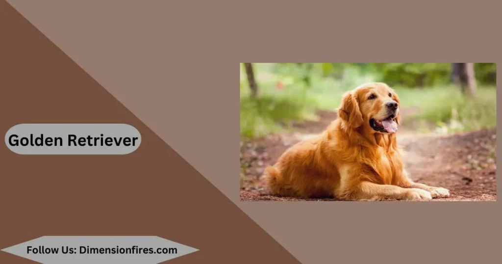 golden retriever